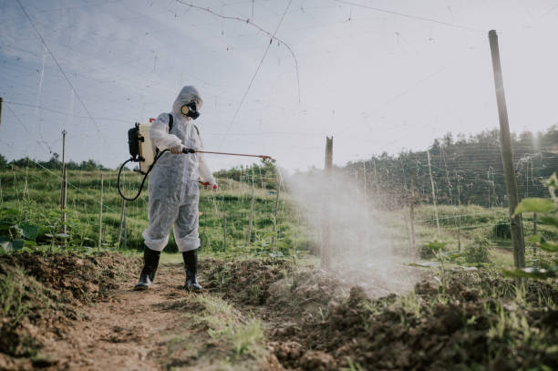 Best Affordable Pest Control Services  in Lebanon Junction, KY