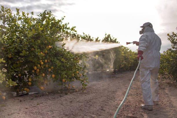 Best Local Pest Control Services  in Lebanon Junction, KY